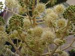 Aralia Sieboldii